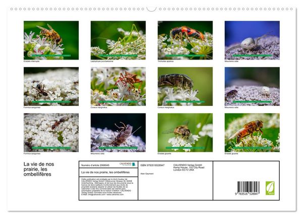Produktbild: La vie de nos prairie, les ombellif&egrave;res (Calendrier mural 2026 DIN A2 vertical) calendrier de bureau