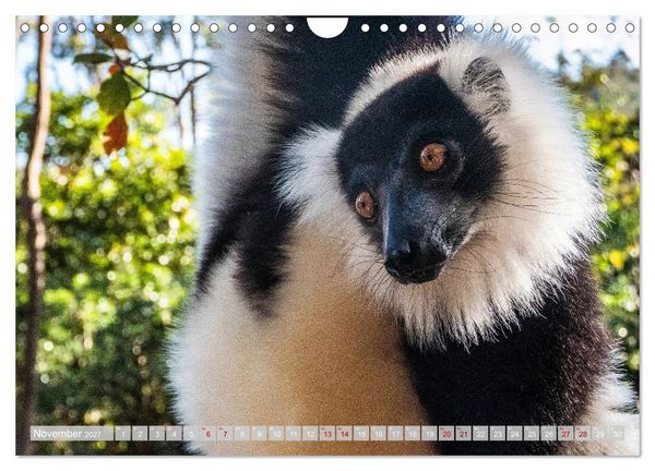 Produktbild: Wildnis Madagaskar (Wandkalender 2027 DIN A4 quer), CALVENDO Monatskalender