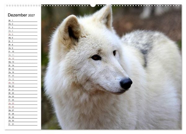 Produktbild: Im Rudel Zuhause - Der Wolf (hochwertiger Premium Wandkalender 2027 DIN A2 quer), Kunstdruck in Hochglanz