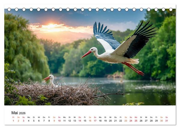 Produktbild: St&ouml;rche - Zeit f&uuml;r sch&ouml;ne Augenblicke (Tischkalender 2026 DIN A5 quer), CALVENDO Monatskalender