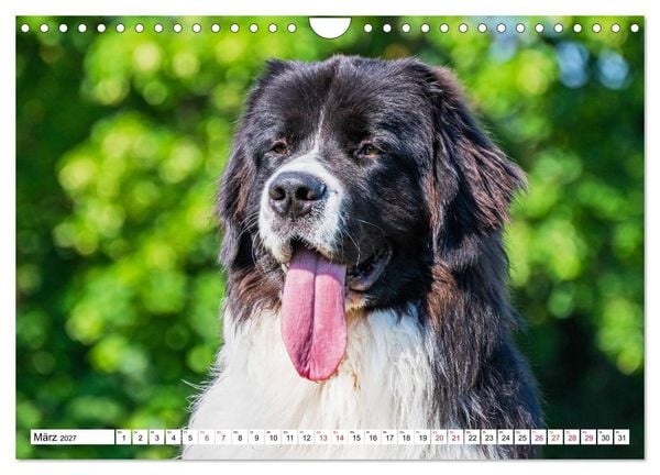 Produktbild: Traumhund Landseer (Wandkalender 2027 DIN A4 quer), CALVENDO Monatskalender