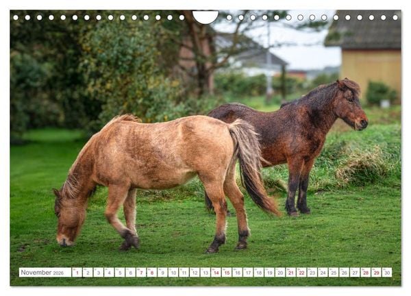 Produktbild: Naturerlebnis R&oslash;m&oslash; (Wandkalender 2026 DIN A4 quer), CALVENDO Monatskalender