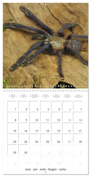Produktbild: Spider synphony (Wall Calendar 2026 12 &times; 12 Inch) CALVENDO 12 Month Wall Calendar