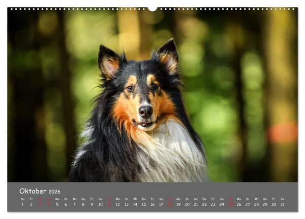 Produktbild: Einmal Collie - immer Collie (Wandkalender 2026 DIN A2 quer), CALVENDO Monatskalender