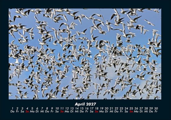 Produktbild: V&ouml;gel 2027 Fotokalender DIN A4