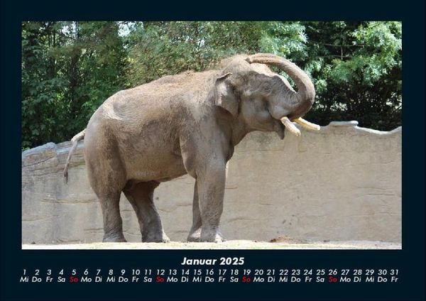Produktbild: Elefanten - Die sanften Riesen Afrikas 2025 Fotokalender DIN A4