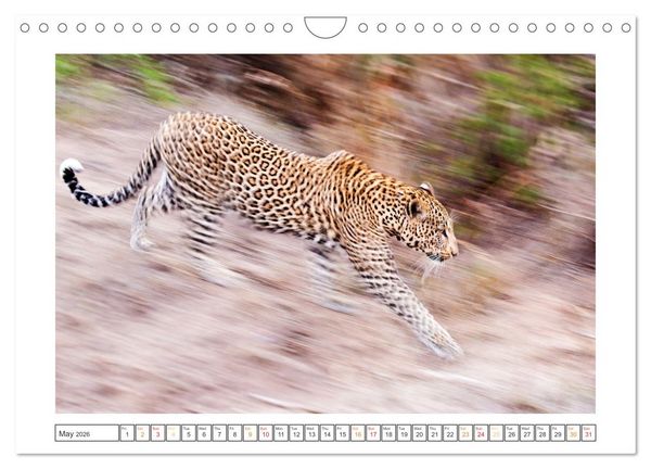 Produktbild: African Big Cats (Wall Calendar 2026 DIN A4 landscape), CALVENDO 12 Month Wall Calendar