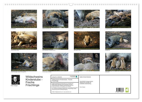 Produktbild: Wildschweins Kinderstube - Freche Frischlinge (Wandkalender 2026 DIN A2 quer), CALVENDO Monatskalender