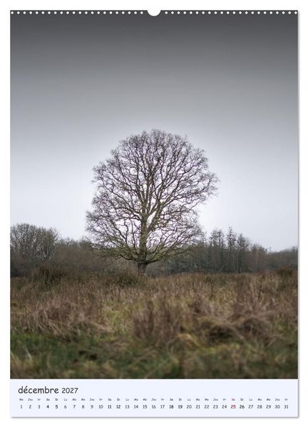 Produktbild: Arbres solitaires (Calendrier mural 2027 DIN A2 horizontal), CALVENDO calendrier mensuel