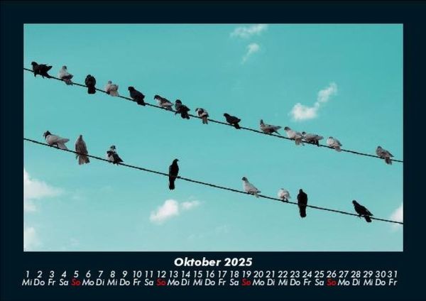 Produktbild: V&ouml;gel 2025 Fotokalender DIN A5
