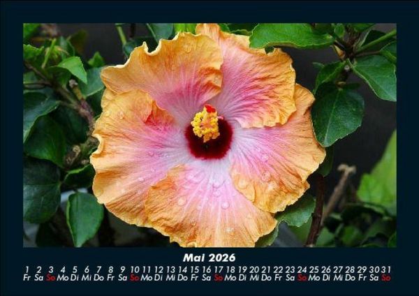 Produktbild: Blumentraum 2026 Fotokalender DIN A5
