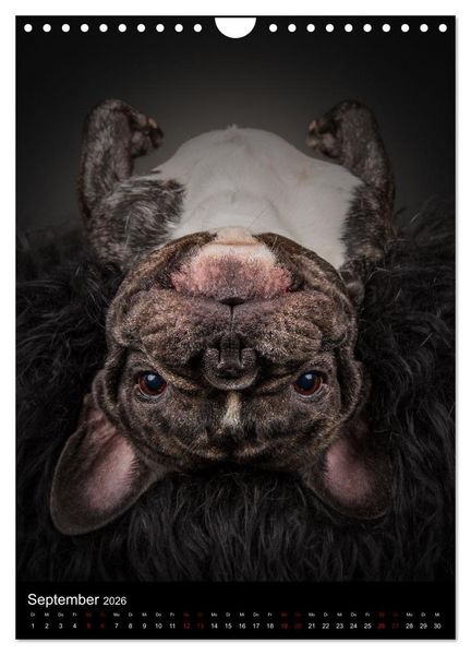 Produktbild: Bullyzauber - Franz&ouml;sische Bulldoggen (Wandkalender 2026 DIN A4 hoch), CALVENDO Monatskalender
