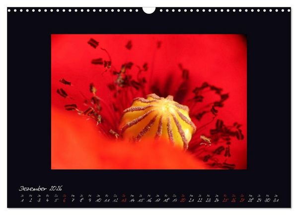 Produktbild: MOHNographie (Wandkalender 2026 DIN A3 quer), CALVENDO Monatskalender
