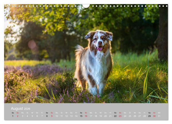 Produktbild: Australian Shepherd 2026 (Wandkalender 2026 DIN A3 quer), CALVENDO Monatskalender