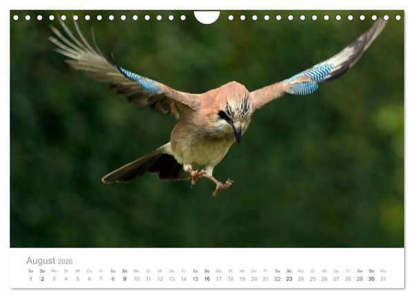 Produktbild: V&ouml;gel in unseren G&auml;rten 2026 (Wandkalender 2026 DIN A4 quer), CALVENDO Monatskalender