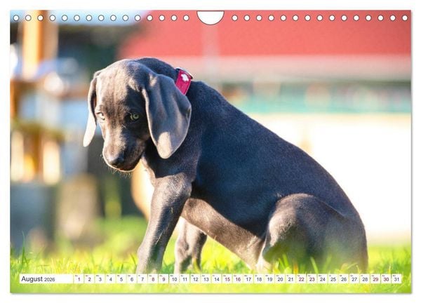 Produktbild: Weimaraner-Labrador (Wandkalender 2026 DIN A4 quer), CALVENDO Monatskalender
