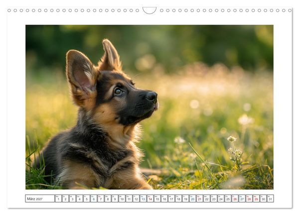 Produktbild: Treue, die bleibt. Emotionale Augenblicke mit Sch&auml;ferhunden. (Wandkalender 2027 DIN A3 quer), CALVENDO Monatskalender