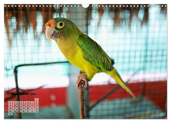 Produktbild: Nicaraguas faszinierende Flora & Fauna (Wandkalender 2026 DIN A3 quer), CALVENDO Monatskalender