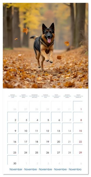 Produktbild: German Shepherds around the year (Wall Calendar 2026 12 &times; 12 Inch) CALVENDO 12 Month Wall Calendar