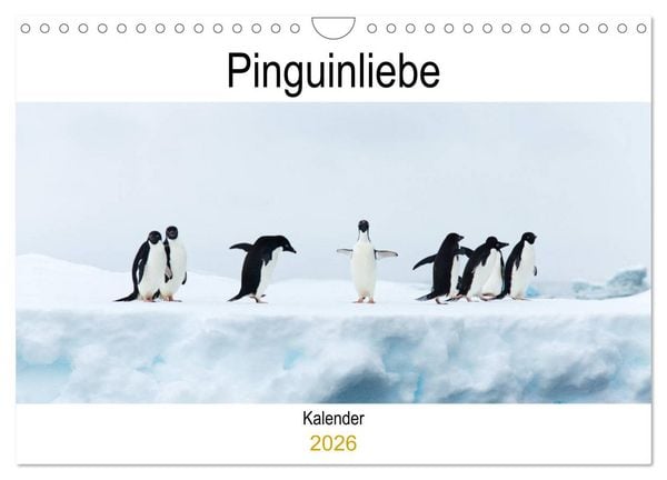 Pinguinliebe (Wandkalender 2026 DIN A4 quer), CALVENDO Monatskalender