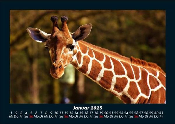 Produktbild: Giraffen 2025 Fotokalender DIN A5