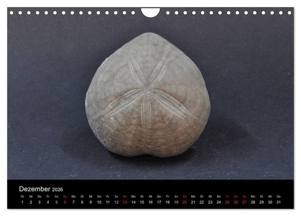 Produktbild: Fossilien - Zeugen der Urzeit (Wandkalender 2026 DIN A4 quer), CALVENDO Monatskalender