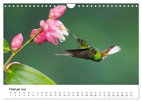 Produktbild: Kolibris - Juwelen der L&uuml;fte (Wandkalender 2026 DIN A4 quer), CALVENDO Monatskalender