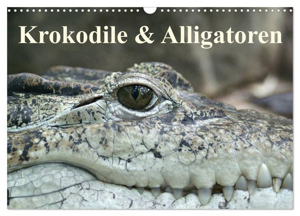 Produktbild: Krokodile & Alligatoren (Wandkalender 2026 DIN A3 quer), CALVENDO Monatskalender