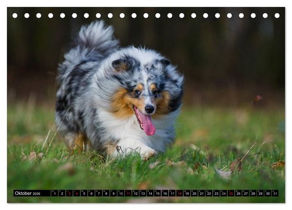 Produktbild: Traumhund Sheltie (Tischkalender 2026 DIN A5 quer), CALVENDO Monatskalender