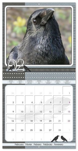 Produktbild: Saar, I: Crows. Portraits of Intelligence. Cleverly schedule