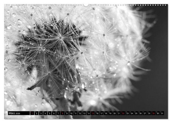Produktbild: Pusteblume - Impressionen in schwarzwei&szlig; (Wandkalender 2026 DIN A2 quer), CALVENDO Monatskalender