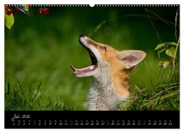 Produktbild: Rotfuchs - Impressionen (Wandkalender 2026 DIN A2 quer), CALVENDO Monatskalender