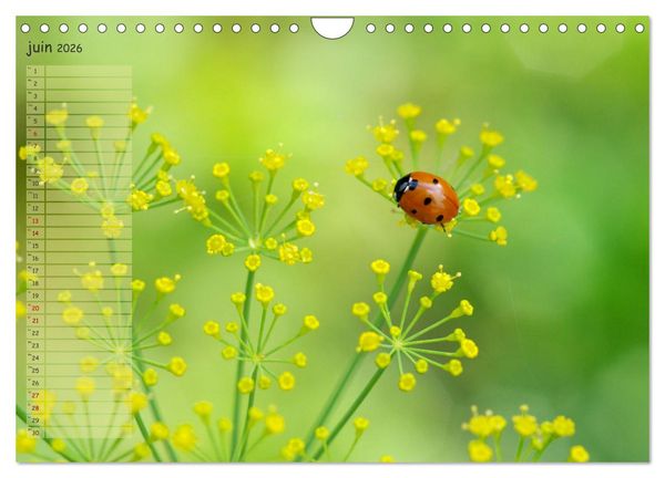 Produktbild: Coccinelles rouges &agrave; points noirs (Calendrier mural 2026 DIN A4 vertical), CALVENDO calendrier mensuel