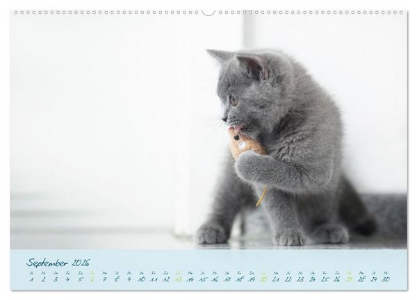 Produktbild: Ein kleiner Kater entdeckt die Welt! (Wandkalender 2026 DIN A2 quer), CALVENDO Monatskalender