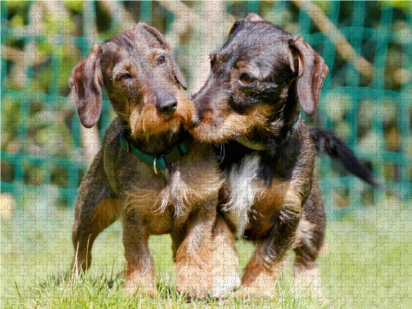 Produktbild: CALVENDO Puzzle Dackelfreundschaft 1000 Teile Lege-Gr&ouml;&szlig;e 64 x 48 cm Foto-Puzzle Bild von Barbara Mielewczyk