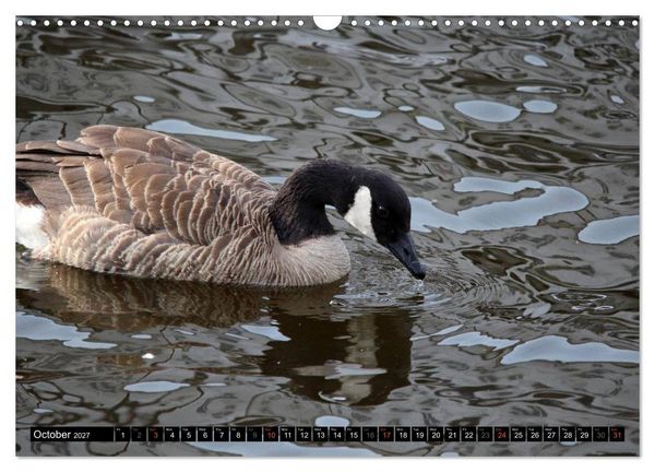 Produktbild: Lovely Water Birds (Wall Calendar 2027 DIN A3 landscape), CALVENDO 12 Month Wall Calendar