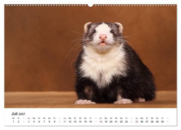Produktbild: Frettchen - Ferrets (hochwertiger Premium Wandkalender 2027 DIN A2 quer), Kunstdruck in Hochglanz