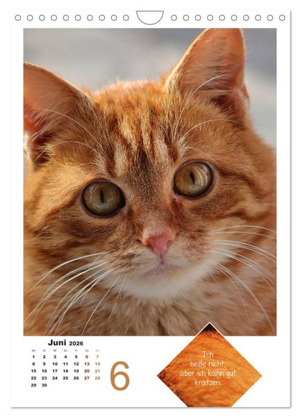 Produktbild: Wilde T&auml;tzchen, sanfte Pf&ouml;tchen (Wandkalender 2026 DIN A4 hoch), CALVENDO Monatskalender