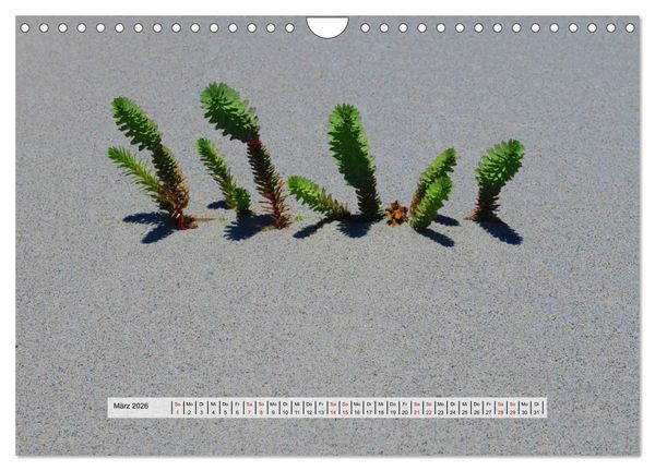 Produktbild: organische Strukturen Abstrakte Formen der Natur (Wandkalender 2026 DIN A4 quer), CALVENDO Monatskalender