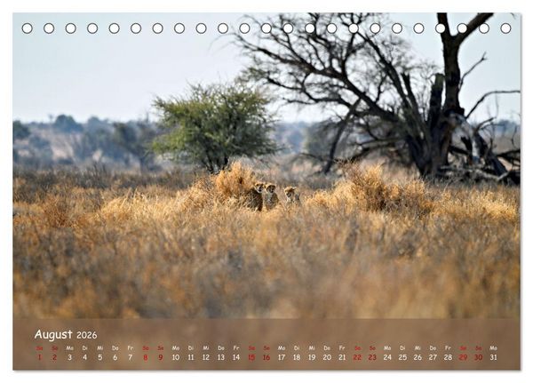 Produktbild: Kgalagadi - Fauna und Wildtiere in der Kalahari (Tischkalender 2026 DIN A5 quer), CALVENDO Monatskalender