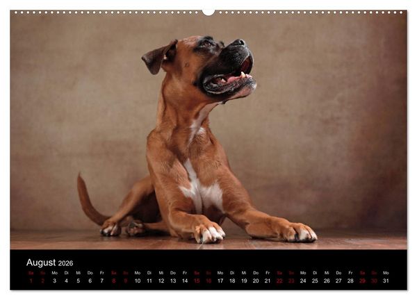 Produktbild: Liebenswerte Boxer (Wandkalender 2026 DIN A2 quer), CALVENDO Monatskalender