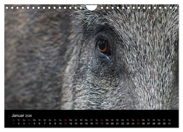 Produktbild: Wilde Wutzen. Das heimische Wildschwein (Wandkalender 2026 DIN A4 quer), CALVENDO Monatskalender