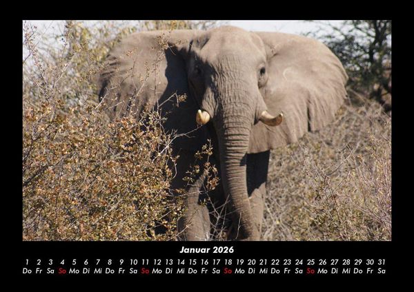 Produktbild: Elefanten - Die sanften Riesen Afrikas 2026 Fotokalender DIN A3