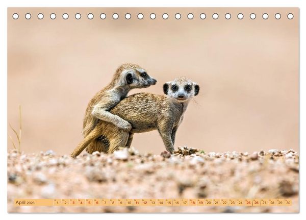 Produktbild: Afrikas Tierwelt - Erdm&auml;nnchen (Tischkalender 2026 DIN A5 quer), CALVENDO Monatskalender
