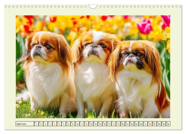 Produktbild: Edle Japan Chins. Zarte Herzen aus Fernost (Wandkalender 2026 DIN A3 quer), CALVENDO Monatskalender