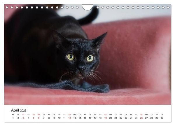 Produktbild: Rassekatzen 2026 (Wandkalender 2026 DIN A4 quer), CALVENDO Monatskalender