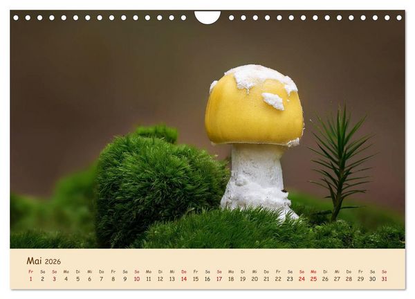 Produktbild: Pilzgalerie - Eindrucksvolle Aufnahmen von unseren heimischen Pilzen (Wandkalender 2026 DIN A4 quer), CALVENDO Monatskalender