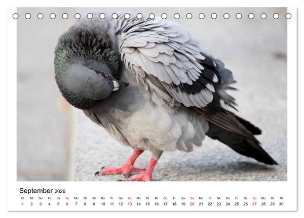 Produktbild: Geliebte Tauben (Tischkalender 2026 DIN A5 quer), CALVENDO Monatskalender