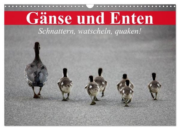 Produktbild: G&auml;nse und Enten. Schnattern, watscheln, quaken! (Wandkalender 2026 DIN A3 quer), CALVENDO Monatskalender