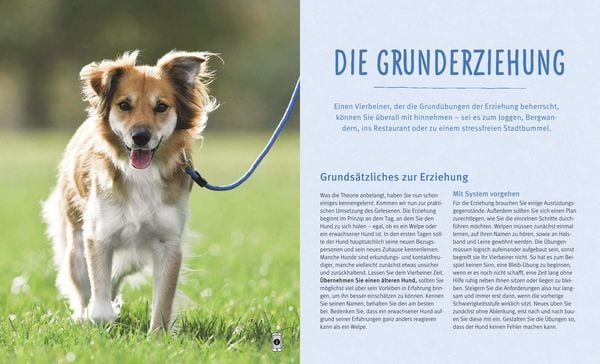 Produktbild: Hundeerziehung